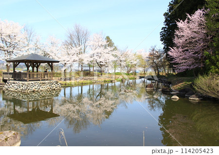 大井田の郷公園・桜まつり 114205423