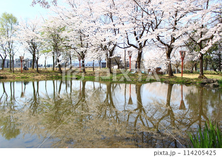 大井田の郷公園・桜まつり 114205425