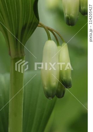 自然 植物 アマドコロ、花は二センチほどの鐘形。先端は緑色で六つに裂けています 自然 植物 アマドコロ、花は二センチほどの鐘形。先端は緑色で六つに裂けています 114205427
