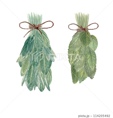 A bunch of Sage and lemon balm watercolor illustration isolated on white. High quality hand painted wild herb illustration for cards, packages, oil infusions, folk medicine recipes and herbal guides A bunch of Sage and lemon balm watercolor illustration isolated on white. High quality hand painted wild herb illustration for cards, packages, oil infusions, folk medicine recipes and herbal guides 114205492
