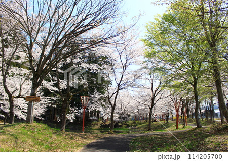 大井田の郷公園・桜まつり 114205700