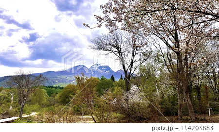 妙高を代表する観光スポット 春の妙高山といもり池の山桜 114205883