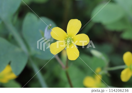 春の庭に咲く黄色いカタバミの花 114206236