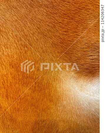 Close up macro texture of brown and white cowhide, detailed animal fur pattern for fashion and upholstery design. 114206347