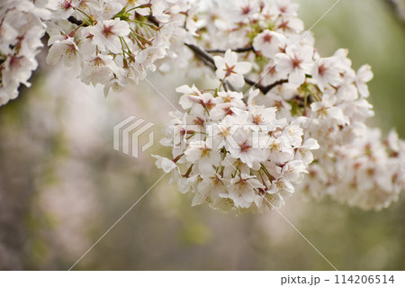 たわわに咲き誇る桜の花 たわわに咲き誇る桜の花 114206514