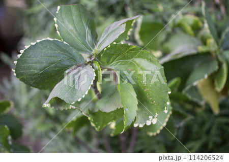Acalypha wilkesiana leaves with a blurred natural 114206524