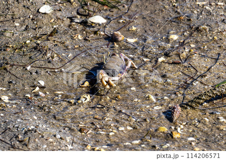 Fiddler Crab, Uca pugnax or tangeri at Ria Formosa Nature Park, Algarve. Portugal. Fiddler Crab, Uca pugnax or tangeri at Ria Formosa Nature Park, Algarve. Portugal. 114206571