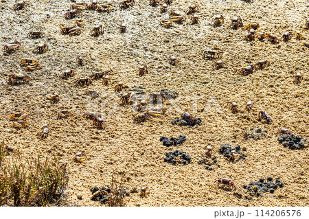Fiddler Crab, Uca pugnax or tangeri at Ria Formosa Nature Park, Algarve. Portugal. Fiddler Crab, Uca pugnax or tangeri at Ria Formosa Nature Park, Algarve. Portugal. 114206576
