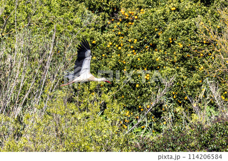White Storks, Ciconia ciconia at Silves in the Algarve region, District Faro, Portugal. White Storks, Ciconia ciconia at Silves in the Algarve region, District Faro, Portugal. 114206584