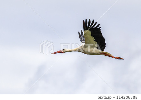 White Storks, Ciconia ciconia at Odiaxere in the Algarve region, District Faro, Portugal. White Storks, Ciconia ciconia at Odiaxere in the Algarve region, District Faro, Portugal. 114206588