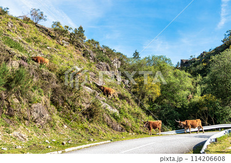 The Cachena cow in Nationalpark Peneda-Geres in North Portugal, a traditional Portuguese mountain cattle The Cachena cow in Nationalpark Peneda-Geres in North Portugal, a traditional Portuguese mountain cattle 114206608