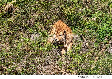 The Cachena cow in Nationalpark Peneda-Geres in North Portugal, a traditional Portuguese mountain cattle The Cachena cow in Nationalpark Peneda-Geres in North Portugal, a traditional Portuguese mountain cattle 114206609