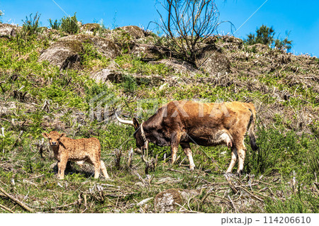 The Cachena cow in Nationalpark Peneda-Geres in North Portugal, a traditional Portuguese mountain cattle The Cachena cow in Nationalpark Peneda-Geres in North Portugal, a traditional Portuguese mountain cattle 114206610