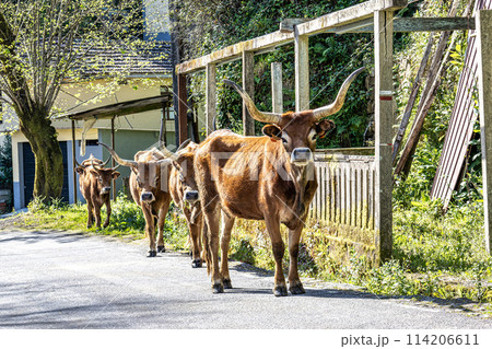 The Cachena cow in Nationalpark Peneda-Geres in North Portugal, a traditional Portuguese mountain cattle 114206611