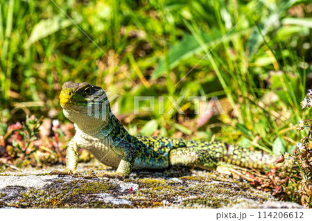 An Iberian emerald lizard, Lacerta schreiberi at Lindoso, Peneda Geres in Portugal An Iberian emerald lizard, Lacerta schreiberi at Lindoso, Peneda Geres in Portugal 114206612