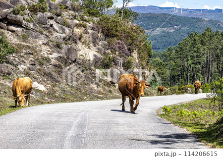 The Cachena cow in Nationalpark Peneda-Geres in North Portugal, a traditional Portuguese mountain cattle 114206615