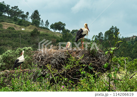 White Storks, Ciconia ciconia in the valley of the storks at Rasmalho, Portimao, Algarve, Portugal 114206619