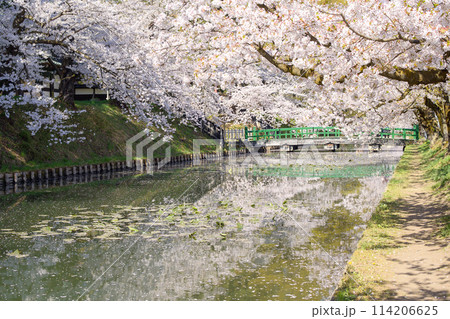 桜満開の弘前城外濠と亀甲橋 青森県 桜満開の弘前城外濠と亀甲橋 青森県 114206625