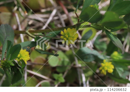 春の庭に咲く黄色いコメツブツメクサの非常に小さい花 114206632