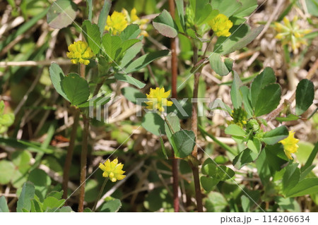 春の庭に咲く黄色いコメツブツメクサの非常に小さい花 114206634
