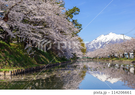 桜満開の弘前城外濠と岩木山　青森県 114206661