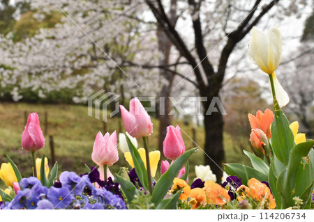 春の花畑 桜を背景に咲くチューリップ 春の花畑 桜を背景に咲くチューリップ 114206734