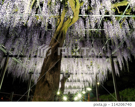 静岡県 藤の花 ライトアップ(蓮華寺池公園)4月 静岡県 藤の花 ライトアップ(蓮華寺池公園)4月 114206740