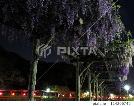 静岡県 藤の花 ライトアップ(蓮華寺池公園)4月 静岡県 藤の花 ライトアップ(蓮華寺池公園)4月 114206746