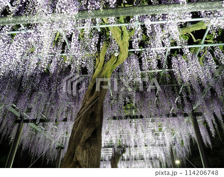 静岡県 藤の花 ライトアップ(蓮華寺池公園)4月 静岡県 藤の花 ライトアップ(蓮華寺池公園)4月 114206748