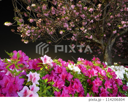 静岡県　夜のツツジと八重桜（蓮華寺池公園）4月 114206804