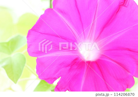 ピンク色のアサガオ　大輪の花　明るい背景 114206870