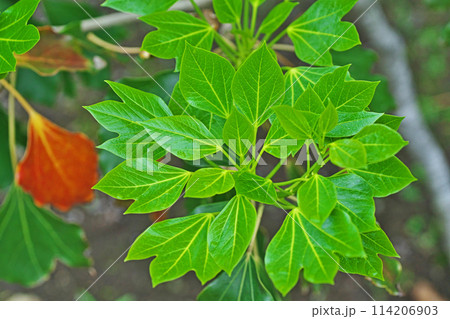 カクレミノの新葉（春、四月） 114206903