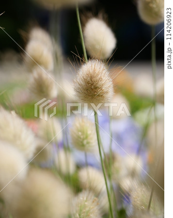 ふわふわの花穂 ふわふわの花穂 114206923