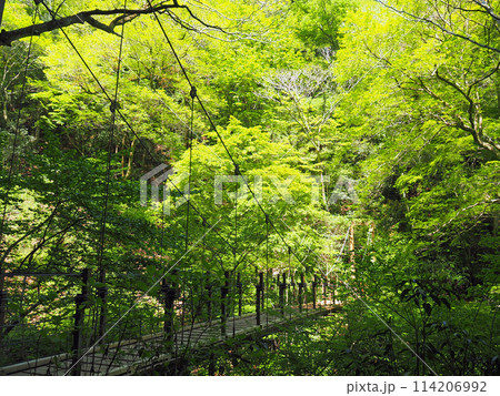 新緑の高尾山 4号路 つり橋 新緑の高尾山 4号路 つり橋 114206992