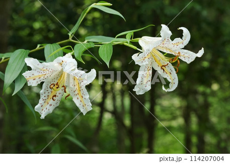 ヤマユリ　白い花　山野草　林の縁に咲く 114207004