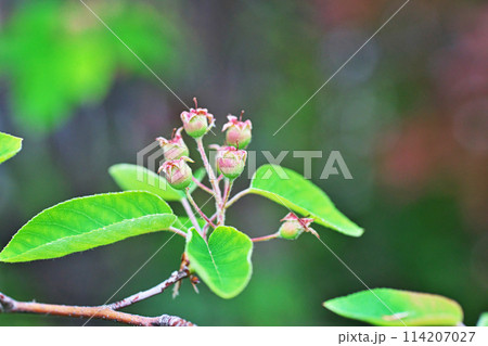 ジューンベリーの小さな実(春、四月) ジューンベリーの小さな実(春、四月) 114207027