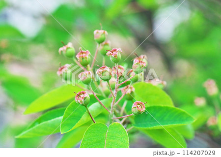 ジューンベリーの小さな実（春、四月） 114207029