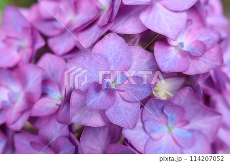 あじさい 114207052