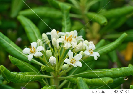 トベラの白い花と蕾(春、四月) トベラの白い花と蕾(春、四月) 114207106