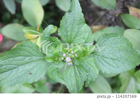 Ageratum conyzoides flowers in bloom Ageratum conyzoides flowers in bloom 114207169
