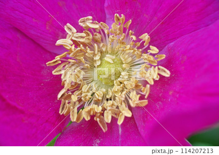 赤いハマナスの花(春、四月) 赤いハマナスの花(春、四月) 114207213