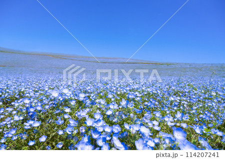 茨城県ひたちなか市 ひたち海浜公園のネモフィラの丘 茨城県ひたちなか市 ひたち海浜公園のネモフィラの丘 114207241