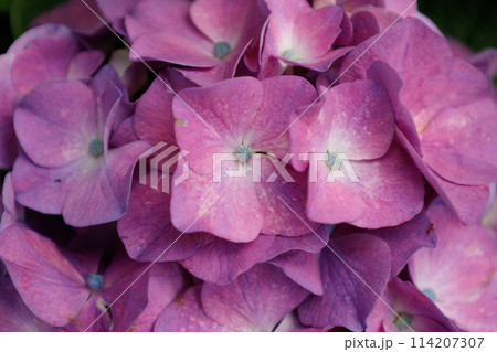 ピンクの紫陽花 ピンクの紫陽花 114207307