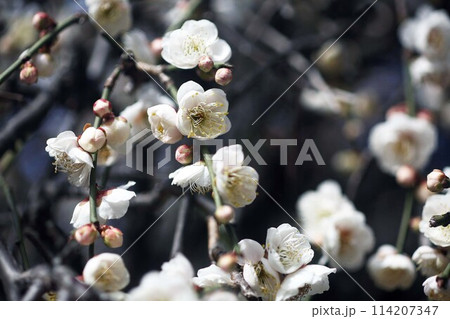 しだれ梅の白い花 しだれ梅の白い花 114207347
