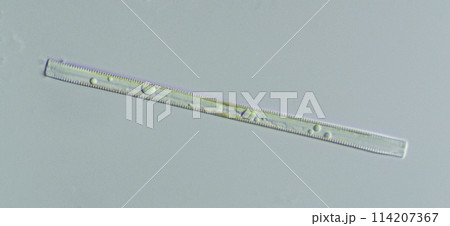 珪藻 ハリケイソウ 珪藻 ハリケイソウ 114207367