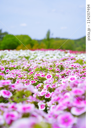 ナデシコと色とりどりの花たち 114207494