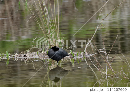 湖面で佇むクイナ科オオバン 湖面で佇むクイナ科オオバン 114207609