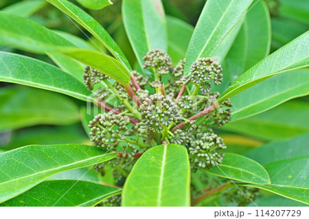 ヒメユズリハの雄花(春、四月) ヒメユズリハの雄花(春、四月) 114207729