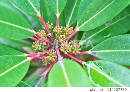 ヒメユズリハの雌花(春、四月) ヒメユズリハの雌花(春、四月) 114207730