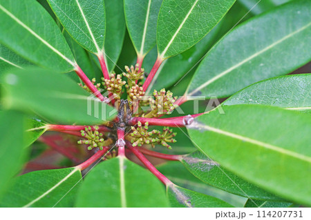 ヒメユズリハの雌花(春、四月) ヒメユズリハの雌花(春、四月) 114207731